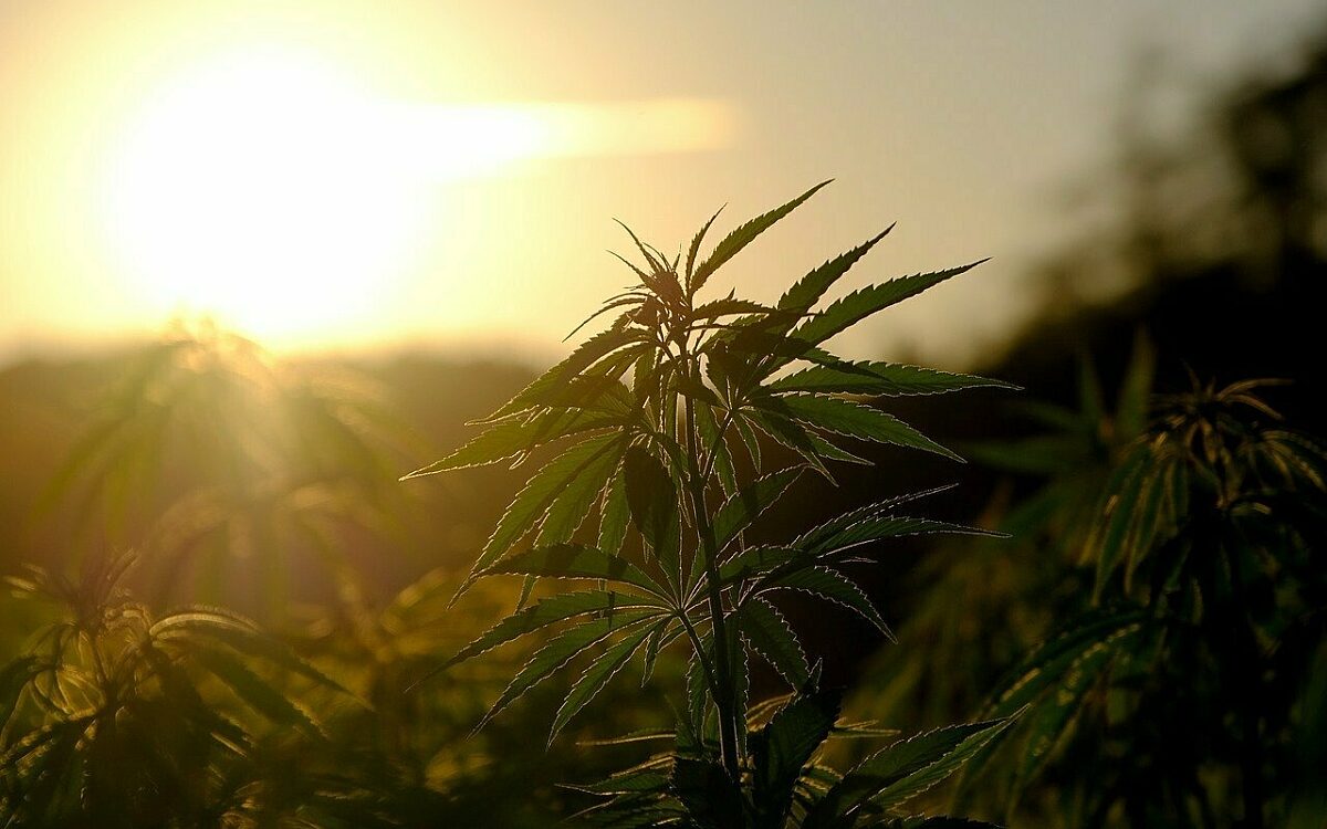 Hemp 5375748 1280 Hemp 5375748 1280